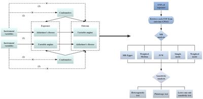 Causal relationship between Alzheimer’s disease and unstable angina: a bidirectional Mendelian randomization analysis